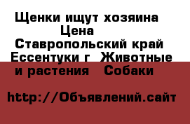 Щенки ищут хозяина › Цена ­ 0 - Ставропольский край, Ессентуки г. Животные и растения » Собаки   